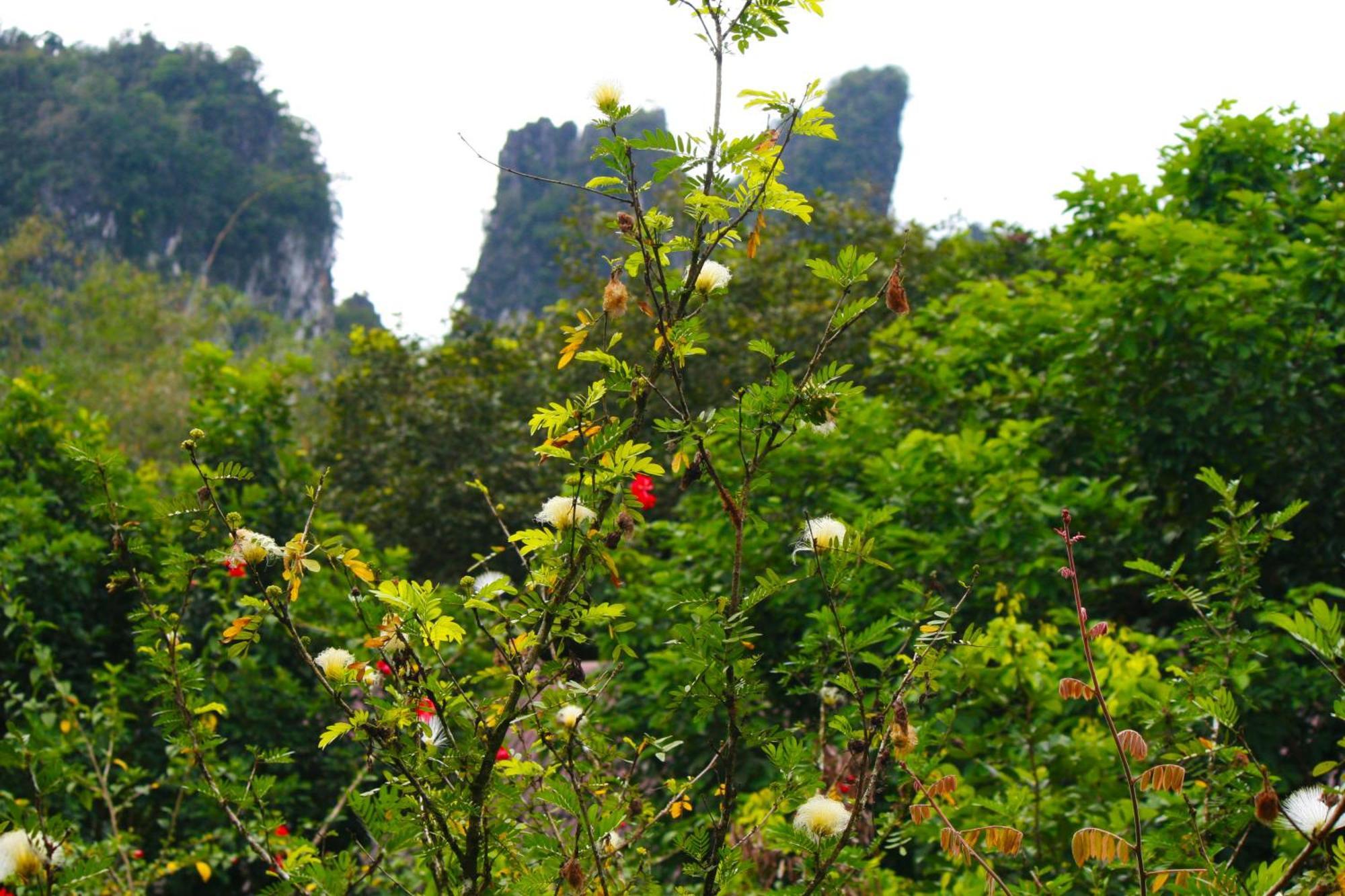 Khao Sok Morning Mist Resort Khao Sok National Park Esterno foto