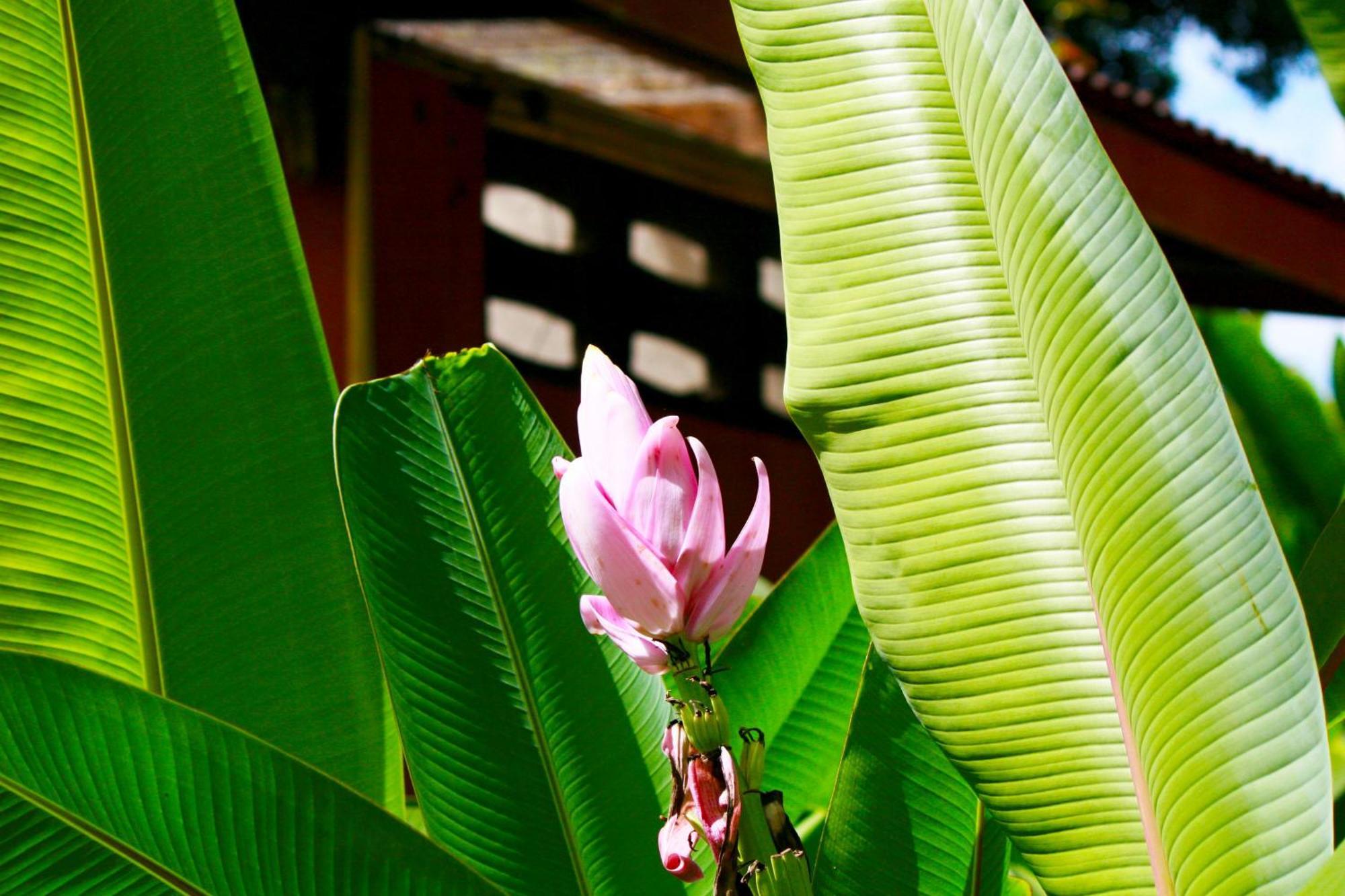 Khao Sok Morning Mist Resort Khao Sok National Park Esterno foto