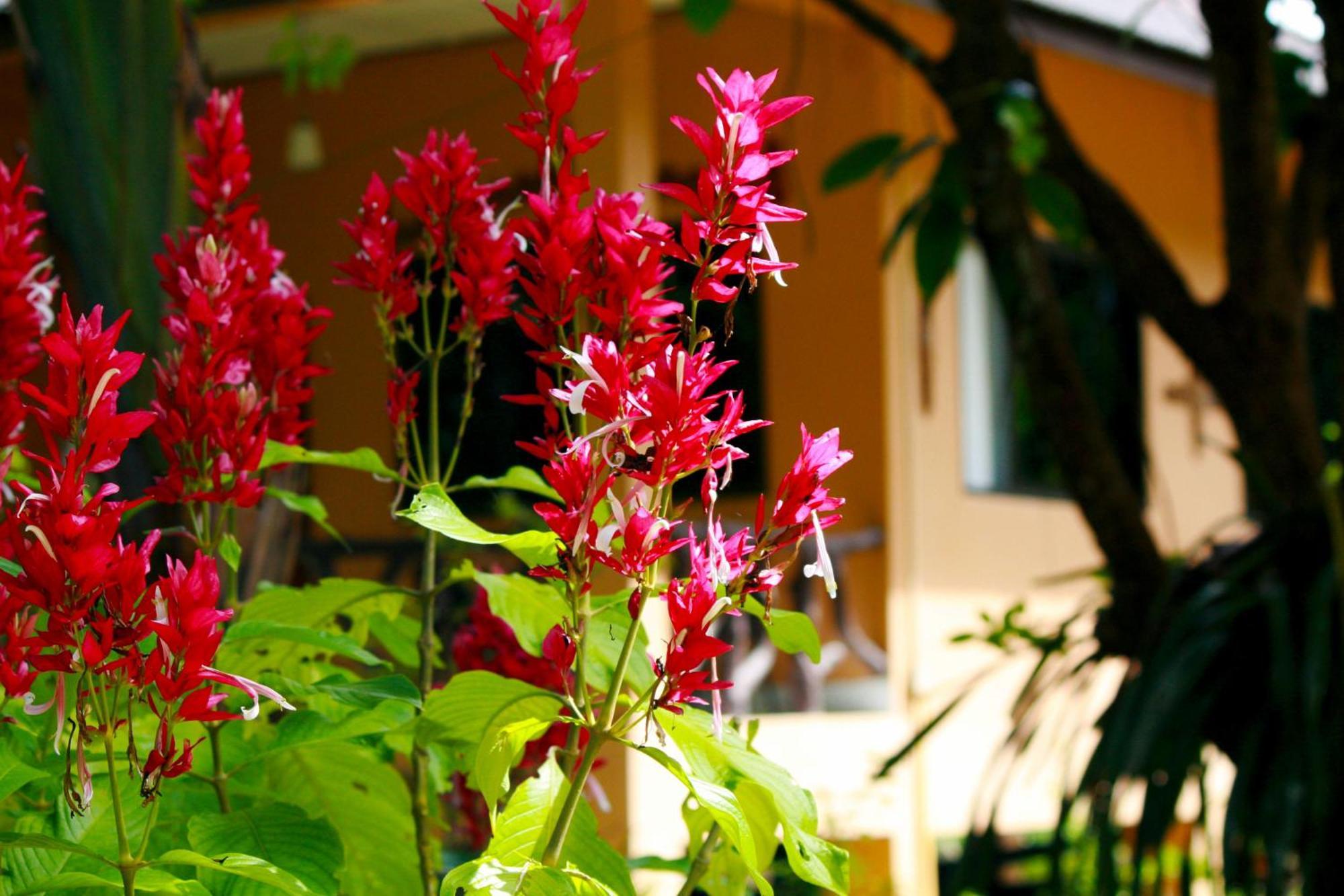 Khao Sok Morning Mist Resort Khao Sok National Park Esterno foto